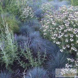 Festuca glauca 