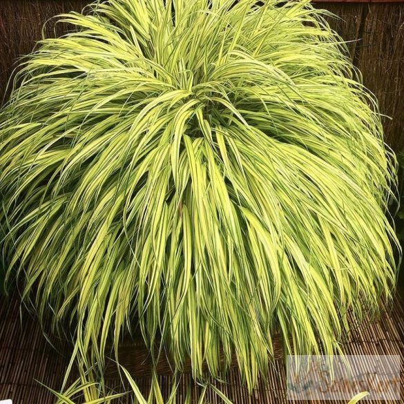 Hakonechloa macra ‘Aureola’  - szálkafű