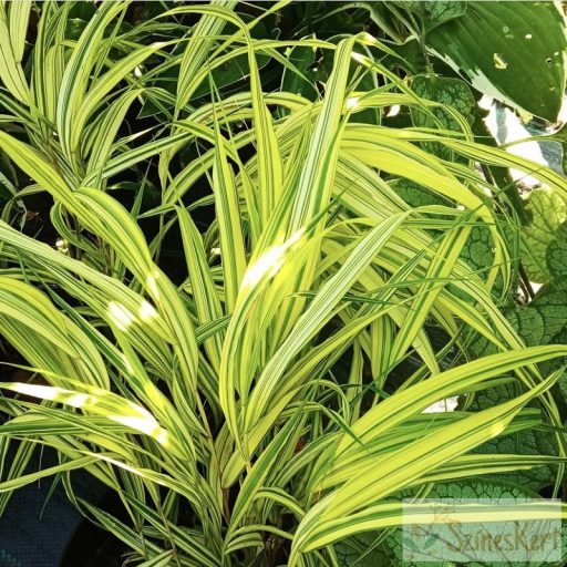 Hakonechloa macra ‘Aureola’  - szálkafű