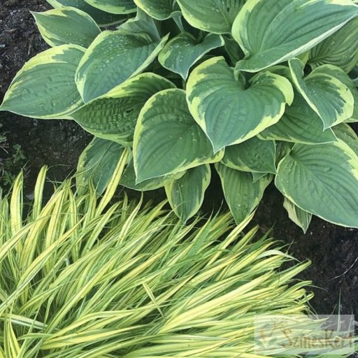 Hakonechloa macra ‘Aureola’  - szálkafű