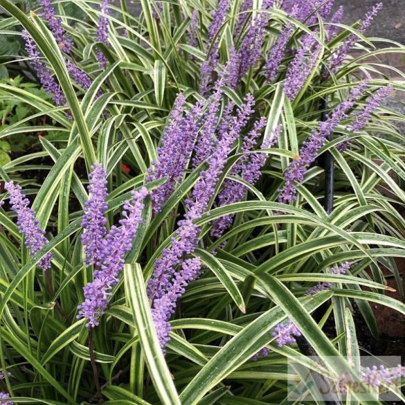 Liriope muscari 'Variegata' - gyöngyikés gyepliliom