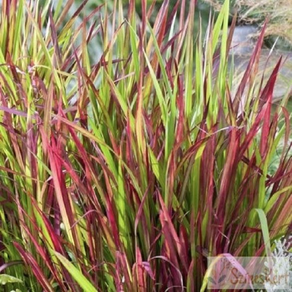 Imperata cylindrica 'Red Baron' - vörös alangfű