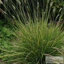 Sesleria argentea - ezüstös nyúlfarkfű