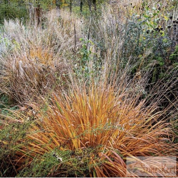 Molinia arundinacea ‘Karl Foerster’ - magas kékperje