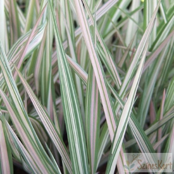 Phalaris arundinacea 'Feesey' - csíkos pántlikafű