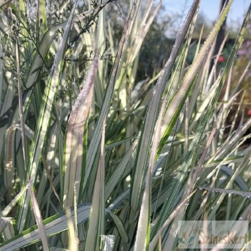 Phalaris arundinacea 'Feesey' - csíkos pántlikafű