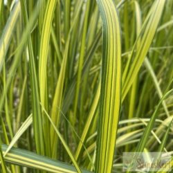 Calamagrostis x acutiflora 'England' - nádtippan