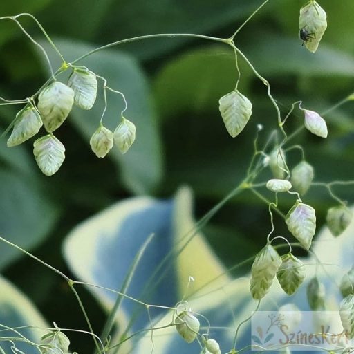 Briza media 'Zitterzebra' - rezgőpázsit, közepes rezgőfű