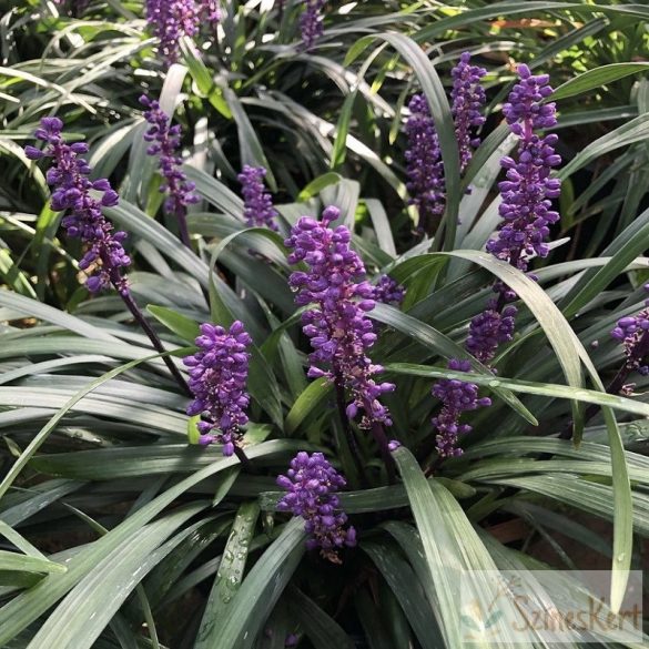 Liriope muscari 'Big Blue' - gyöngyikés gyepliliom