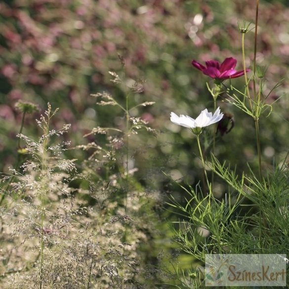 Deschampsia cespitosa 'Palava' - gyepes sédbúza