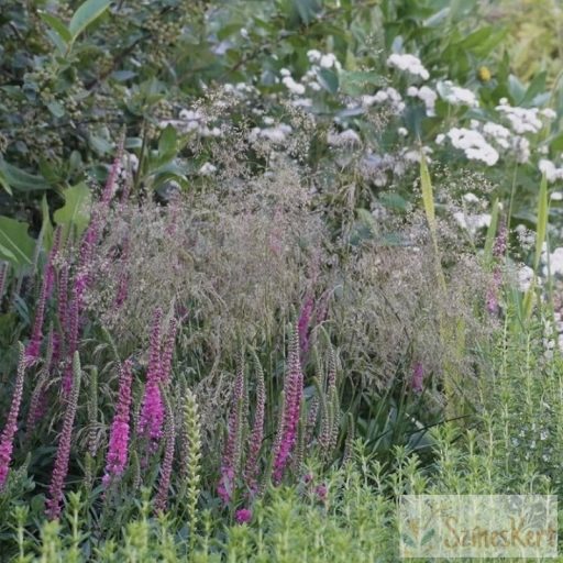 Deschampsia cespitosa 'Palava' - gyepes sédbúza