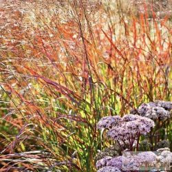 Panicum virgatum 'Kurt Bluemel' - vesszős köles