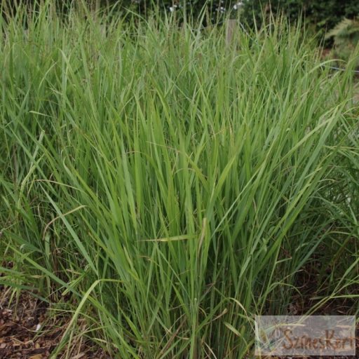 Panicum virgatum 'Kurt Bluemel' - vesszős köles