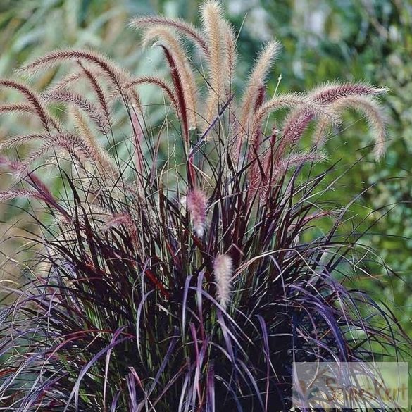 Pennisetum advena 'Rubrum' - egynyári tollborzfű