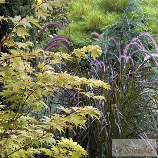 Pennisetum advena 'Rubrum' - egynyári tollborzfű
