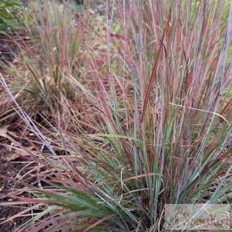   Schizachyrium scoparium 'Standing Ovation' - seprűs csomósperje
