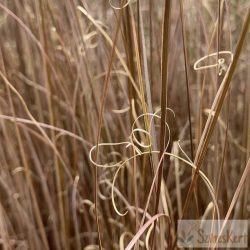 Carex buchananii 'Red Rooster' - bőrlevelű sás