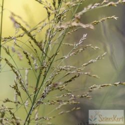 Molinia arundinacea ‘Witches Broom’ - magas kékperje