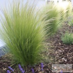 Stipa tenuissima 'Pony Tales' - árvalányhaj