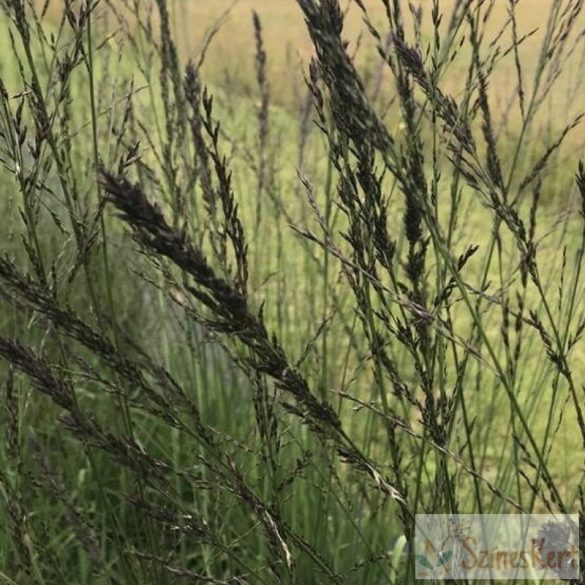 Molinia arundinacea 'Black Arrows' - magas kékperje