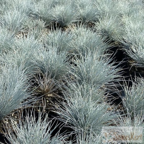 Festuca glauca 'Azurit' - kék csenkesz