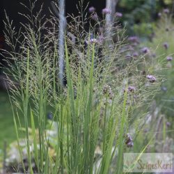 Panicum virgatum 'Northwind' - vesszős köles