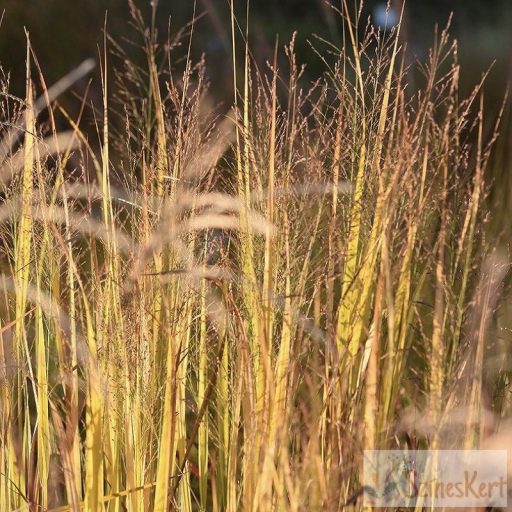 Panicum virgatum 'Northwind' - vesszős köles