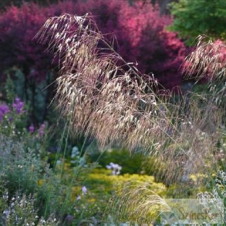 Stipa gigantea - óriás árvalányhaj