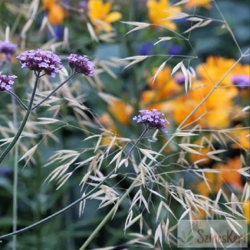 Stipa gigantea - óriás árvalányhaj
