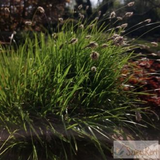 Sesleria caerulea - lápi nyúlfarkfű