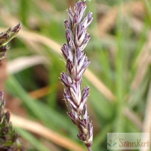 Sesleria caerulea - lápi nyúlfarkfű