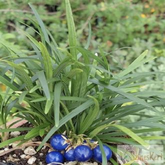 Ophiopogon ‘Minor’ – japán kígyószakáll