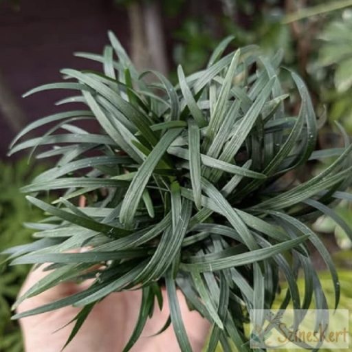 Ophiopogon ‘Minor’ – japán kígyószakáll