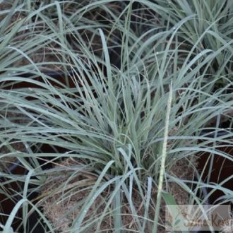 Carex flacca 'Blue Zinger' - deres sás