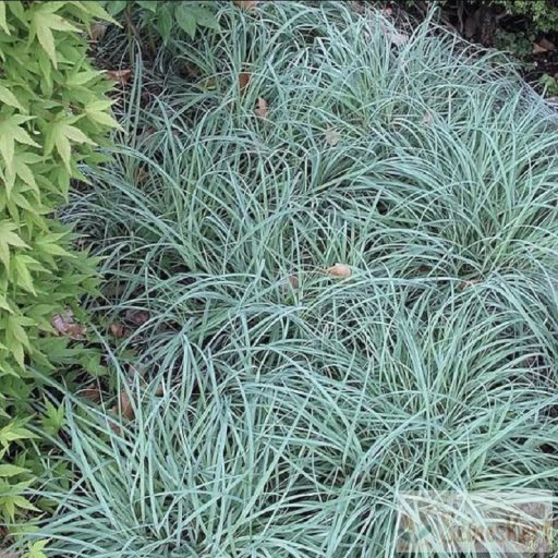 Carex flacca 'Blue Zinger' - deres sás