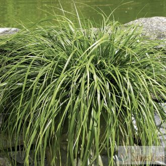   Carex oshimensis 'Evergreen' - élénkzöld levelű díszsás