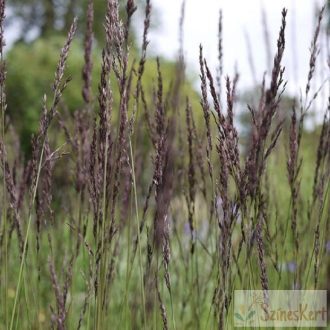 Molinia caerulea 'Edith Dudszus' - kékperje