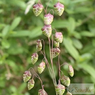 Briza media 'Limouzi' - rezgőfű