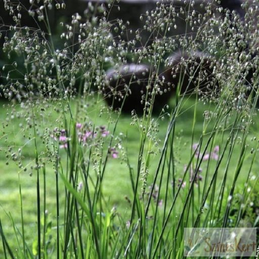 Briza media 'Limouzi' - rezgőfű