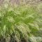 Stipa calamagrostis - lándzsafű, ezüstös szőrtippan