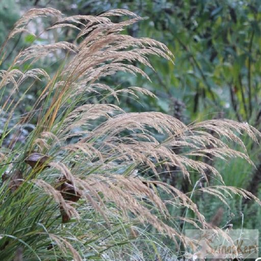 Stipa calamagrostis - lándzsafű, ezüstös szőrtippan