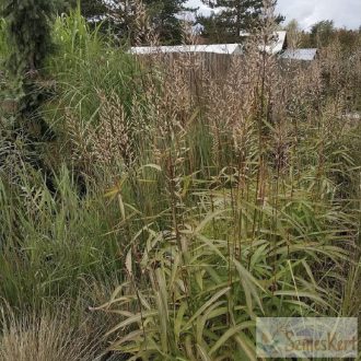 Spodiopogon sibiricus 'West Lake' - hajtincsfű