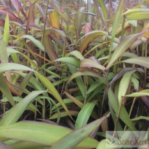 Spodiopogon sibiricus 'West Lake' - hajtincsfű