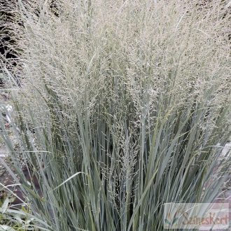 Panicum virgatum 'Heavy Metal' - vesszős köles
