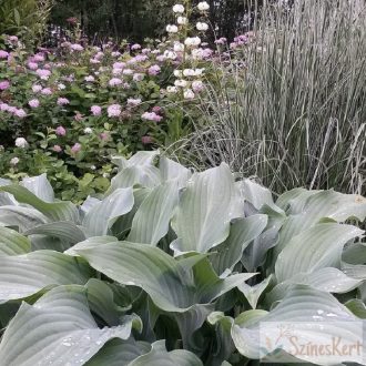 Calamagrostis x acutiflora 'Overdam' - nádtippan