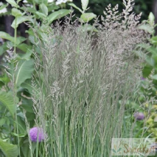 Calamagrostis x acutiflora 'Overdam' - nádtippan