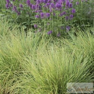 Sesleria autumnalis - őszi nyúlfarkfű