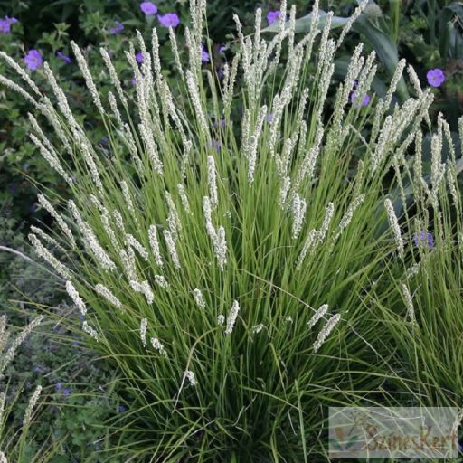 Sesleria autumnalis - őszi nyúlfarkfű