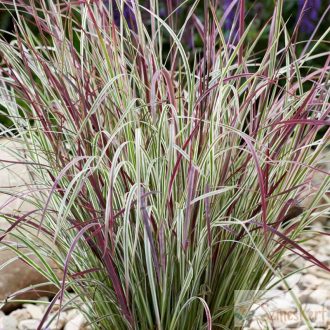   Schizachyrium scoparium 'Chameleon' - seprűs csomósperje