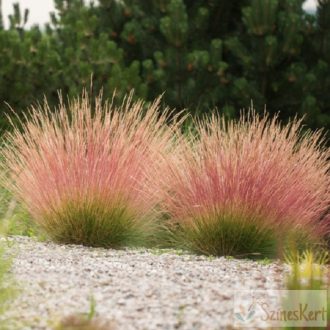 Festuca 'Sunrise'- csenkesz